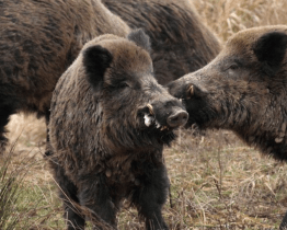 Pět tisíc za ulovené prase. Zlín bojuje s přemnoženou černou zvěří motivačním zástřelným
