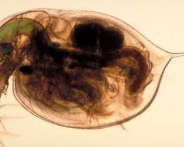 Čistotu vody v Bečvě monitoruje nová měřící stanice