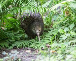 Zlínská zoo otevře v sobotu své brány už v 7 hodin. Ideální je návštěva expozice kiviů