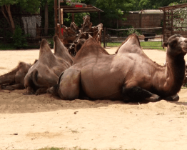 Zoo v létě zve na nové přírůstky i akce
