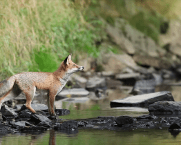 Na Vsetínsku se přemnožila liška obecná