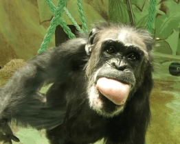 Šimpanzi z hodonínské zoologické zahrady oslavili svůj den