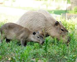 Skupinka kapybar ze zlínské zoo se rozrostla o čtyři mláďata