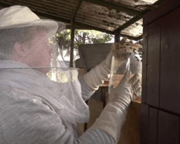 Mladí včelaři se o včelky starají i v létě