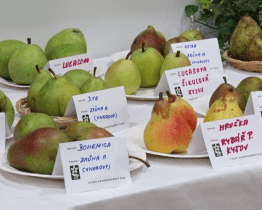 Výstava nabídla nejkrásnější ovoce, zeleninu a květiny