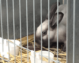 Chovatelský areál o víkendu ožil výstavou drobného zvířectva