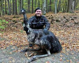 Největší pták Austrálie se promenoval na turistické stezce v Malenovicích. Jak se tam dostal? 