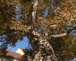 DDM Šikula oslavil Den stromů