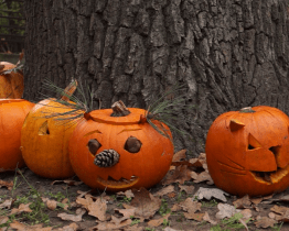 Zoologickou zahradu provonělo dýňové kari
