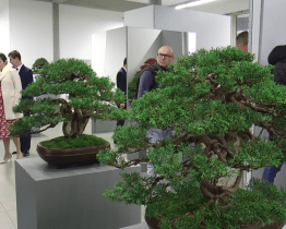 Ve Starém Městě se konaly Bonsajové dny ŠuTry 2022