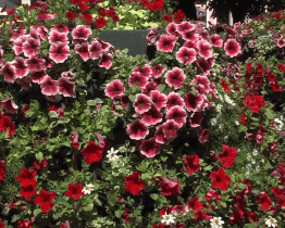 Uherskohradišťská radnice vysadí květiny také u průmyslové zóny