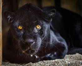 Smutné zprávy ze zlínské zoo. Na Štěpána zemřel jaguár Danny