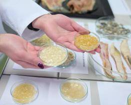 Zbytky z kapra do koše? Ani náhodou! Vědci z Baťovy univerzity zkoumají jejich využití na želatinu