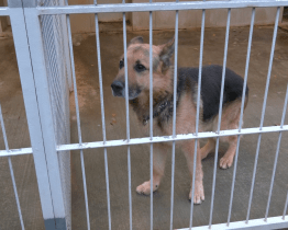 Psi a kočky ze zlínského útulku dostali vánoční dárky