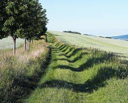 Alejí roku 2022 ve Zlínském kraji je Dobrotické polní stromořadí