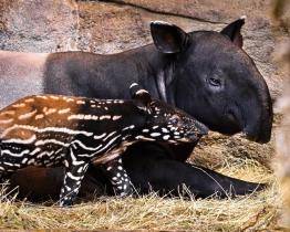 Zlínskou zoo prozkoumává nový obyvatel. Je pruhovaný, má malý chobot a jmenuje se Coffee!