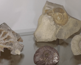 Na zámku Kinských vystavují výstavu Zkamenělá moře Valašska