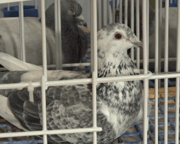 Poštovní holubi se sletěli do Hluku na celostátní výstavu