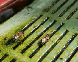 Loni kraj rozdělil mezi včelaře téměř 1,5 milionu korun