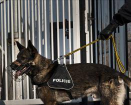 Jménem Small, zásluhami Big! Služební pes vyčmuchal zloděje ukrytého v poli