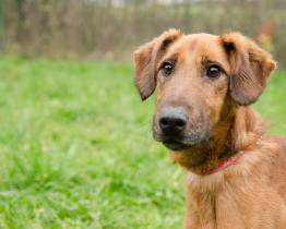 Útulkové jaro už zítra na Vršavě! Přijďte podpořit chlupáče do zlínského útulku