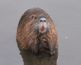 Kyjovská radnice vyzývá obyvatele, aby nekrmili nutrie