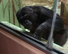 Trojici šimpanzích uprchlíků z hodonínské zoo museli uspat a návštěvníky evakuovat