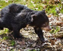 Zlínské zoo se podařilo podruhé odchovat mládě medvěda pyskatého. Medvídě už dovádí ve venkovním výběhu!