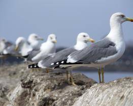 Za hromadný úhyn racků v Chropyni na Kroměřížsku může ptačí chřipka