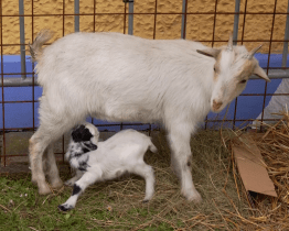 Jaro v památkovém domku mělo letos i kůzlata