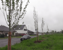 Služby města vysadili téměř sto vzrostlých stromů