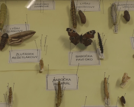 V Přírodovědném Jalovečku děti prokázaly výborné znalosti