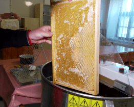 Studenti gymnázia stáčeli výroční med už ze čtyř včelích úlů 