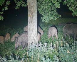 Zlínské Jižní Svahy obsadila divoká prasata. Nekrmte je, varuje město