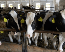 Návštěvníky lákaly prohlídky stájí i zemědělská technika