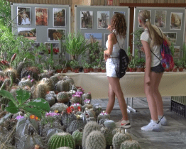 Výstava představila kaktusy a sukulenty ze Sumatry i Kanárských ostrovů