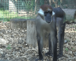 Zoologická zahrada Hodonín má republikový unikát
