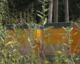 Zahradu Čiperovy vily obývají noví nájemníci