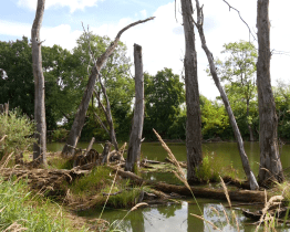 Slepá ramena lákají k procházce přírodou