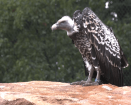 Zlínská zoo má nejdelší voliéru v České republice. Měří 80 metrů a kryje ji ocelová síť