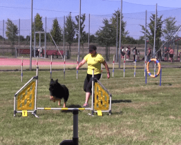 Kynologický klub nabízí pomoc majitelům psů