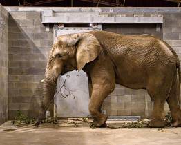 Zlínská zoo si splnila chovatelský sen! Do zoo dorazil třicetiletý sloní samec Jack