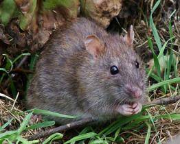 Stop potkanům. Září je ve Zlíně ve znamení deratizace