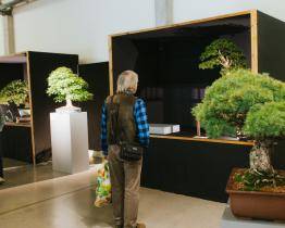 Floria podzim předvede na Výstavišti v Kroměříži kouzlo japonských bonsají