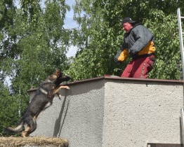 Ve Valašském Meziříčí závodili kynologové z celé republiky