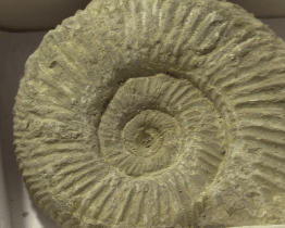 Do Muzea naftového dobývání a geologie se sjeli příznivci kamenné krásy