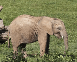 Jack sám spořádá to, co tři jeho kolegyně dohromady