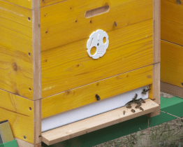 Nové obyvatele Čiperovy vily už můžete sledovat online