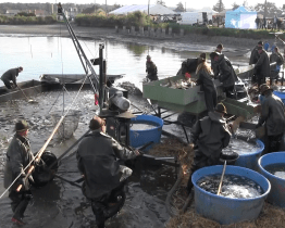 Obnovený výlov rybníka Dvorský přilákal stovky lidí