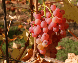 Šlechtitelská stanice přichází s novými odrůdami